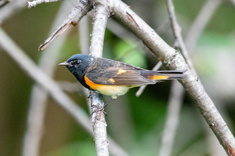 A bird with a black head, blackening wings, and orange patches on its flanks and the sides of its tail