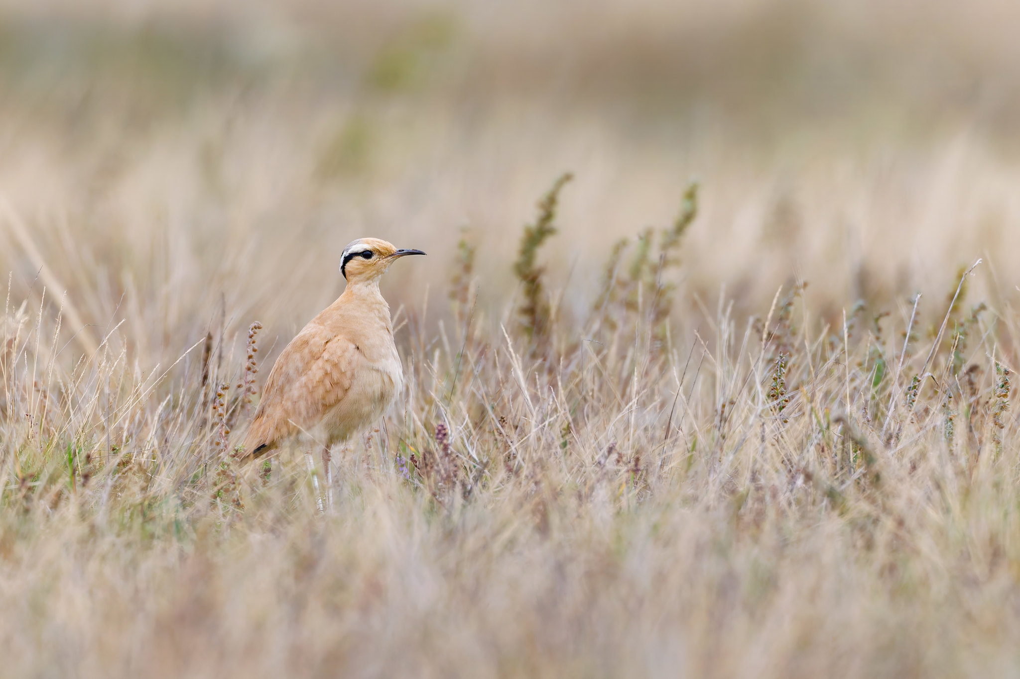 Cursorius cursor | Cream-colored Courser | ökenlöpare