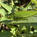 Vierpunktige Sichelschrecke (Phaneroptera nana)
