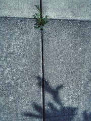 Bellingham, WA