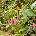 Flowers - 260803
