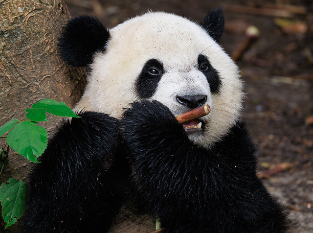 Chongqing travel photography featuring Hongyadong, riverside views, and the city skyline - Chongqing Zoo - Panda