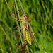Sumpfschrecke (Stethophyma grossum) (1)