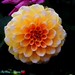 P3300932 Dahlia pinnata 大理花 菊科 Compositae
