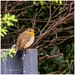 Robin