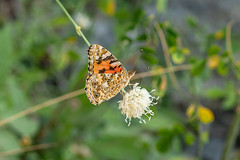 Belle-Dame - Vanessa cardui