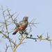 Chestnut-bellied Starling