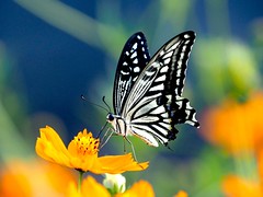 OMD EM1 10.8.2026 butterfly 1