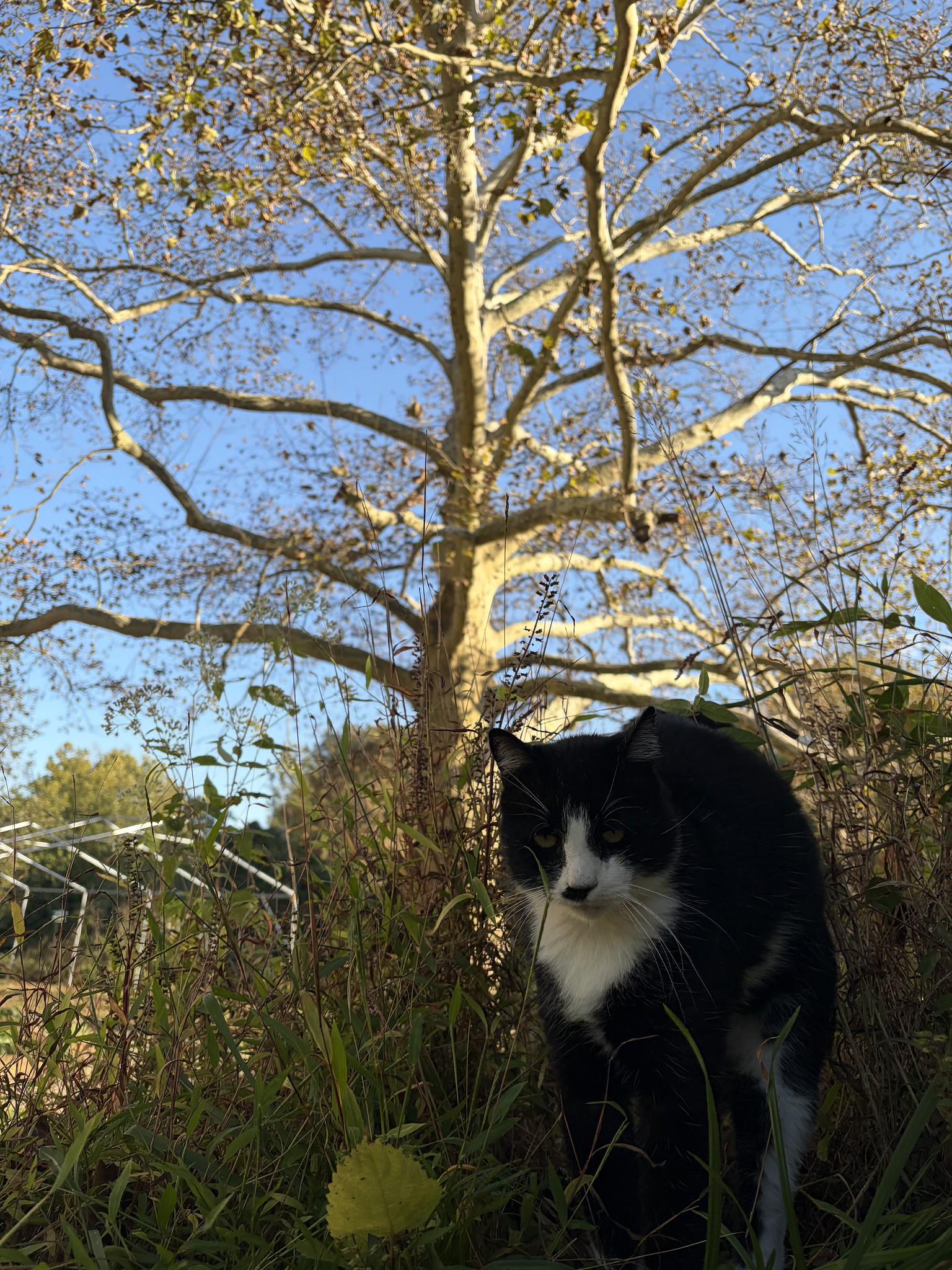 A cat with a tree in the background