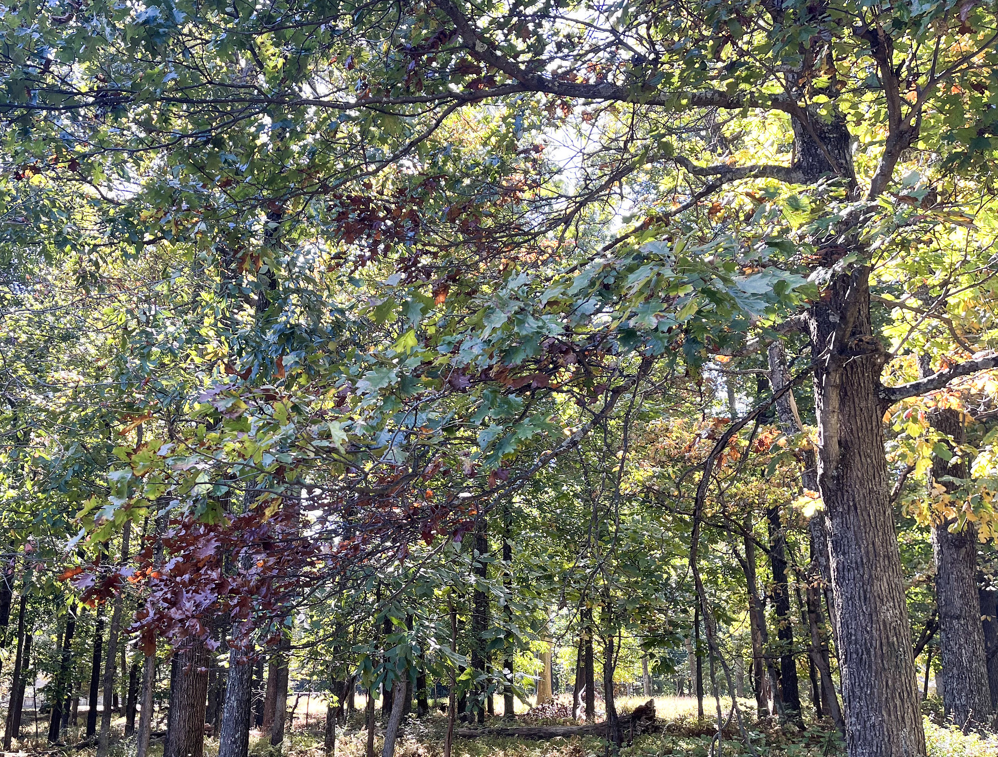 Leaves turn dark red and purple. 