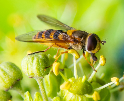 Syrphus Ribesii