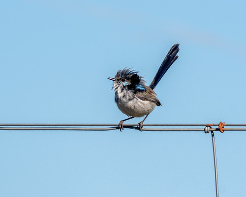 Punk Fairywren