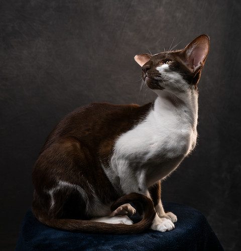 Oriental shorthair