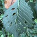 Cladius rufipes