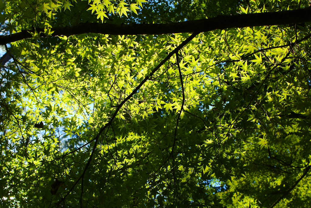 Julia Nichols, ©2026 HGIC, Clemson Extension