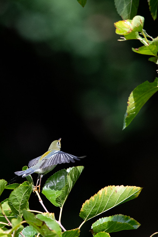 A tiny bird with a green head, a mustard back, and blue-and-black wings launches itself upward