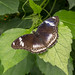 			<p><a href="https://www.flickr.com/people/96333735@N06/">James Ito</a> posted a photo:</p>
	
<p><a href="https://www.flickr.com/photos/96333735@N06/55576766398/" title="L1010149-DxO_DeepPRIME 3"><img src="https://live.staticflickr.com/65535/55576766398_8e021a72d5_m.jpg" width="240" height="240" alt="L1010149-DxO_DeepPRIME 3" /></a></p>


