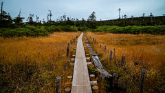 Pathway