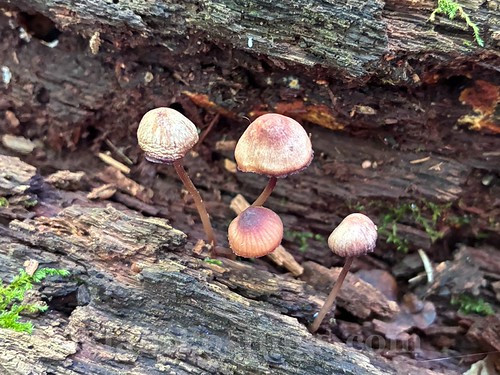 bonnet fungus