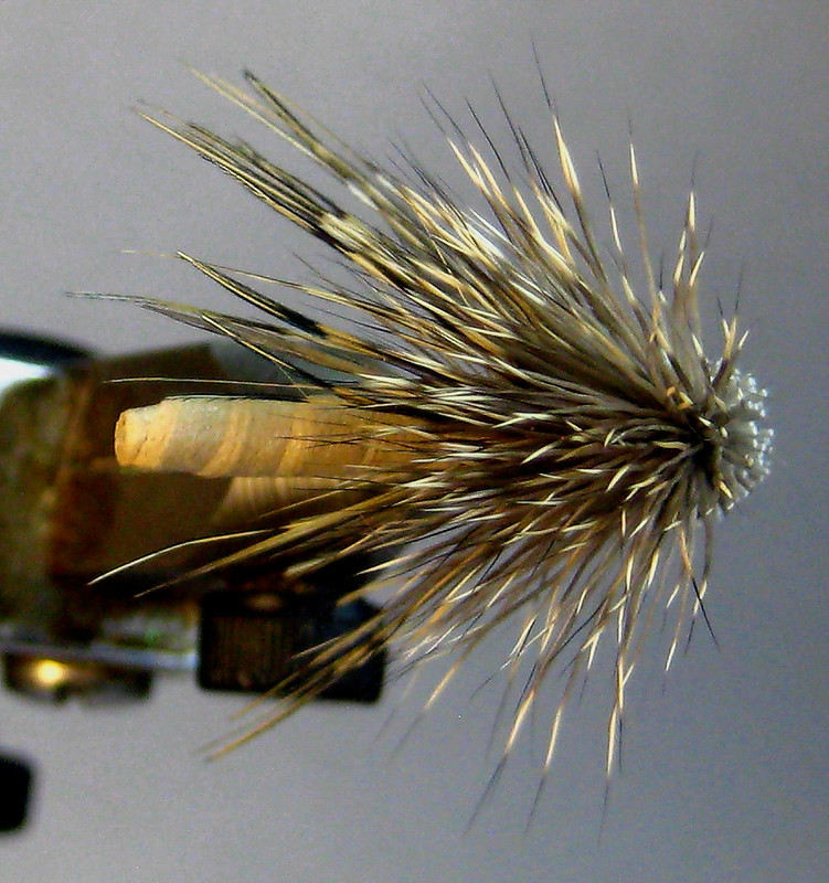 55576944739_e4a738058d_c.jpg
