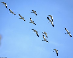 Snow Geese (Anser caerulescens) over Reifel Migratory Bird Sanctuary, Delta, BC - 8 October 2026 [© WCK-JST]