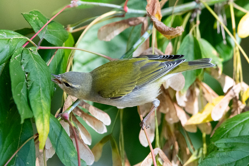 A bird with a gray head, a white supercilium, a black eyestripe, and a green back stretches itself toward a morsel