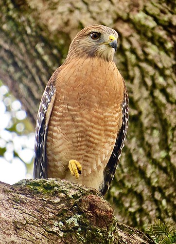 Fohawk Back View Hawk enhanced version | Enhanced Hawk photo by Nancy Smith 1… | Flickr