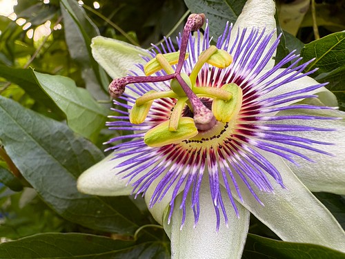 Everlasting Passion flower