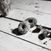 DIE59674 - Biscuits