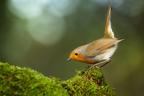 Robin
