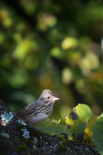 Lincoln’s Sparrow