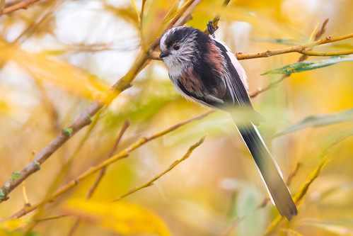 Long-tailed Tit