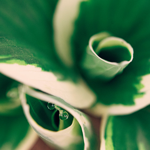 Untitled photograph