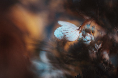 Untitled photograph
