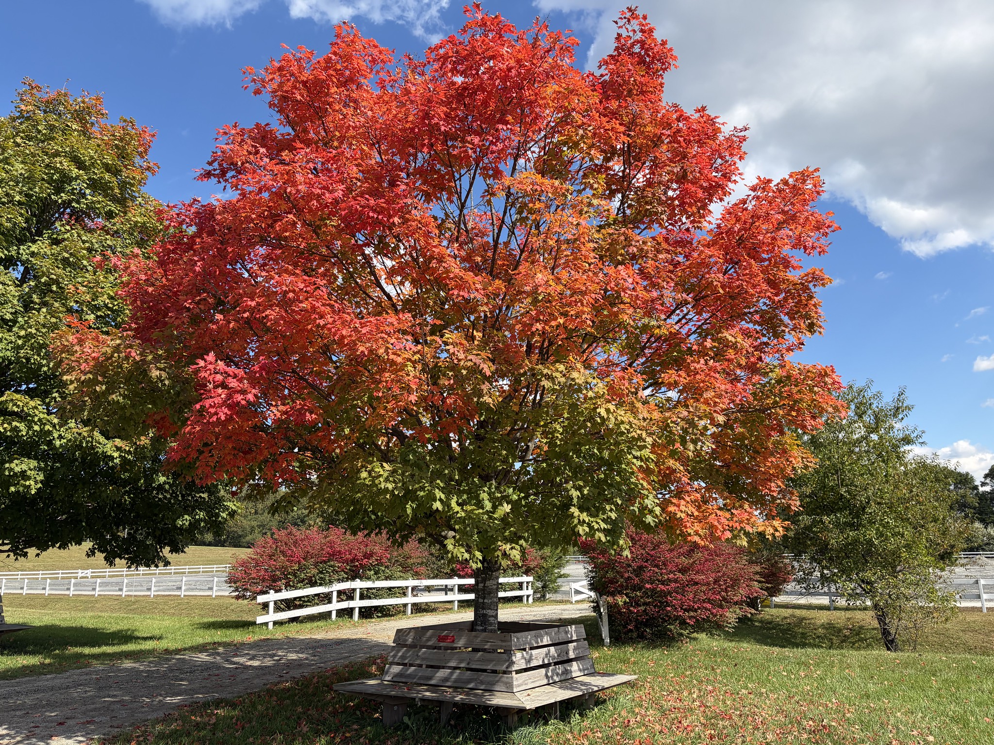 Bring red leaves on a tree