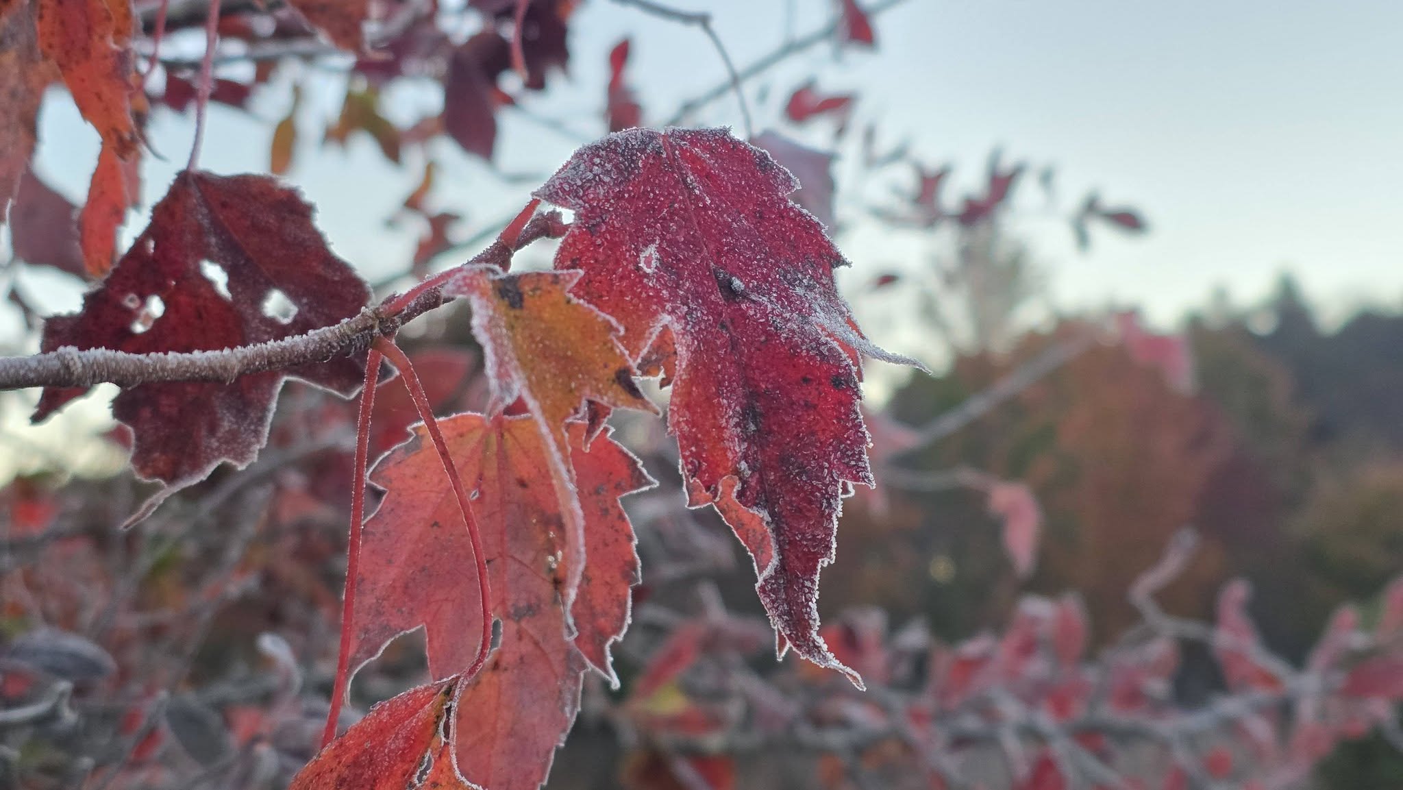 Red leaves covered in frost