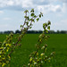 Azincourt