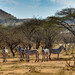 			<p><a href="https://www.flickr.com/people/lockham/">Niklock</a> posted a photo:</p>
	
<p><a href="https://www.flickr.com/photos/lockham/55577414341/" title="Zebras Among the Acacias"><img src="https://live.staticflickr.com/65535/55577414341_d8c4d6a776_m.jpg" width="240" height="110" alt="Zebras Among the Acacias" /></a></p>

<p>A small herd of Plains Zebras gathered in the arid acacia shrubland of Tsavo West National Park, Kenya, with the iconic volcanic hills rising in the background. <br />
<br />
Gear &amp; Settings:<br />
• Camera: Nikon D90<br />
• Lens: AF-S VR Zoom-Nikkor 70-300mm f/4.5-5.6G IF-ED<br />
• Processed &amp; reworked in Photoshop for optimal contrast and colour range.</p>
