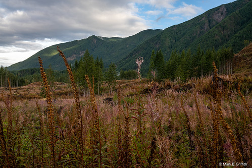 Mt Si and Fireweed