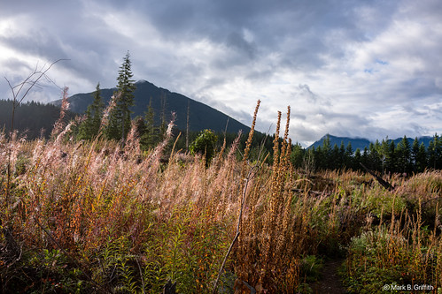 The Brilliance of Fireweed