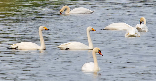 Whooper Swan - Adult Pair