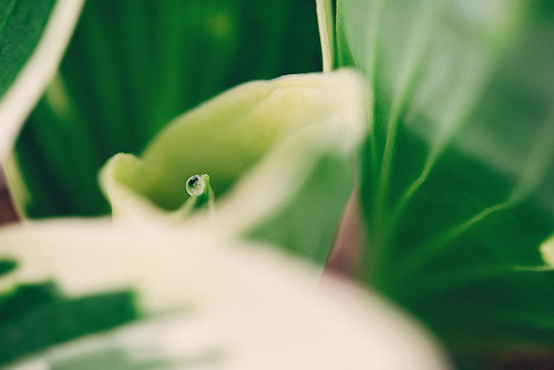 Untitled photograph