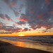 Pinery Sunset
