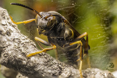 PA099983-Modifier A