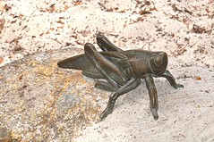 15374 DSC_0016 Grasshopper sculpture adjusted db