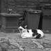 Nedo, gatto trash 2
