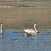 Swans