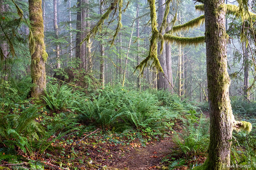 Somewhere there's A Forest