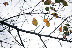 SEPTEMBER LEAVES
