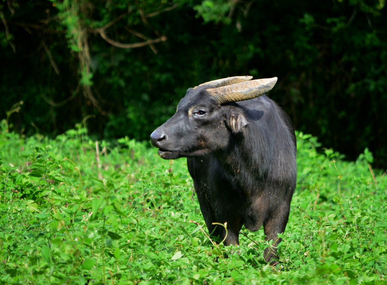 Toyota PH donates PHP 3M for Tamaraw conservation efforts